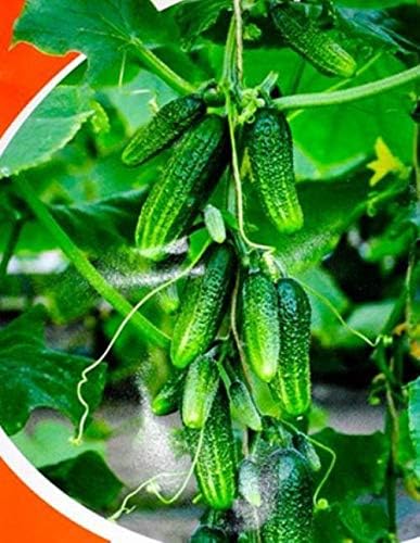 Seeds Cucumber Envy of a Neighbor F1 45 Days Open-Pollinated Pickling Non GMO Vegetable for Planting