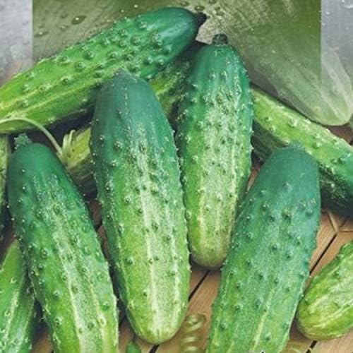 Seeds Cucumber Source F1 Rodnichok Open-Pollinated Pickling Non GMO Vegetable for Planting