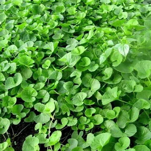 200+ Seeds Gotu Kola Big Leaf Centella Asiatica Indian Pennywort Brahmi Rau Má Organic Vegetable Planting Non-GMO, green