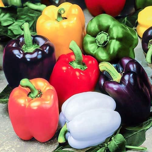 40+ Seeds Sweet Bell Pepper Rainbow - Vegetable Mix