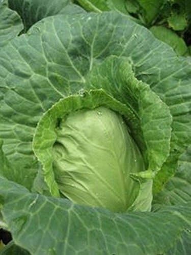 Cabbage Seeds - 'Early Jersey Wakefield' -Beautiful & Sooo Tasty.(100 - Seeds)