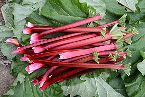 Rhubarb Seeds Rare Heirloom Vegetable for Planting Giant Non GMO 30 Seeds