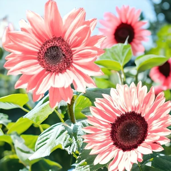 ZEshops 50PCS Iris Tectorum Rose Sunflower Seeds for Planting - Non-GMO Heirloom Variety - Pink Blooms for Your Flourishing Garden
