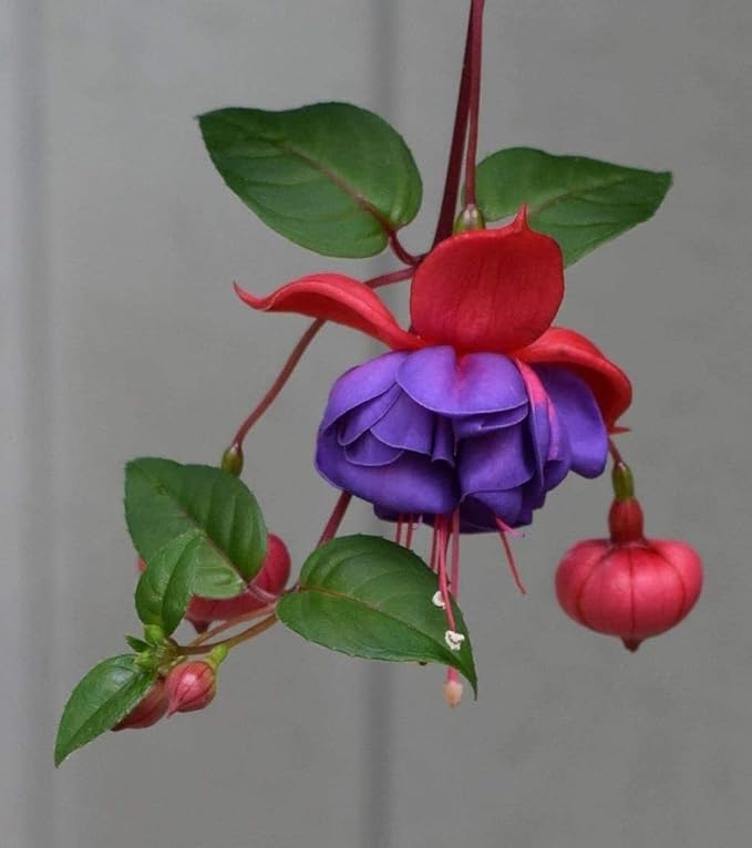 100 Pcs Fuchsia Flower Seeds Perennial Home Plant Bonsai