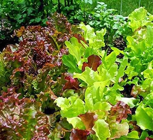 1000+ Seeds Indoor Vitamin Baby Lettuce 20 Days for Salad - Vegetable Mix