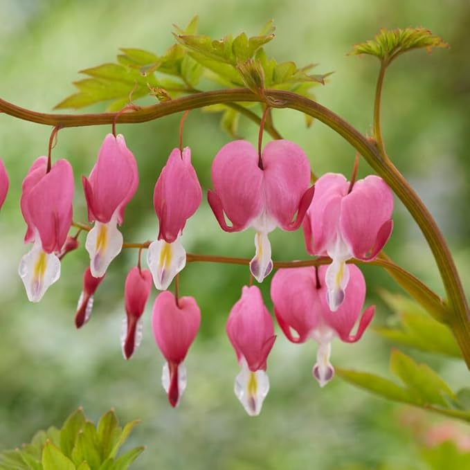 Garden State Bulb Bleeding Heart Dicentra Spectabilis Bare Roots, Spring (Bag of 18)