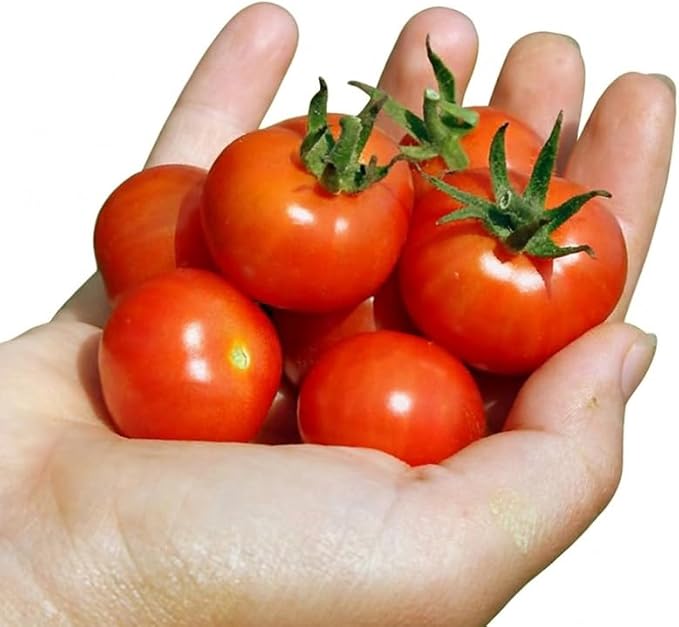 HipGirl Heirloom Large Red Cherry Tomato Seeds - Non-GMO, Indeterminate Vining Tomato for Planting - 40ct+ High Germination Garden Seeds for Indoor, Outdoor, & Hydroponic Gardening