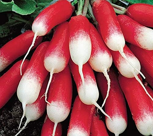 Seeds Radish French Breakfast 20 Day Heirloom Vegetable for Planting Non GMO
