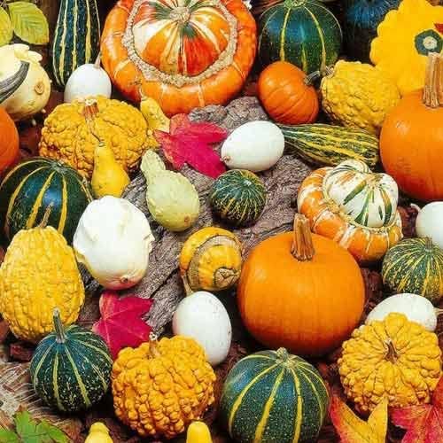 10+ Seeds Ornamental Pumpkin - Vegetable Mix