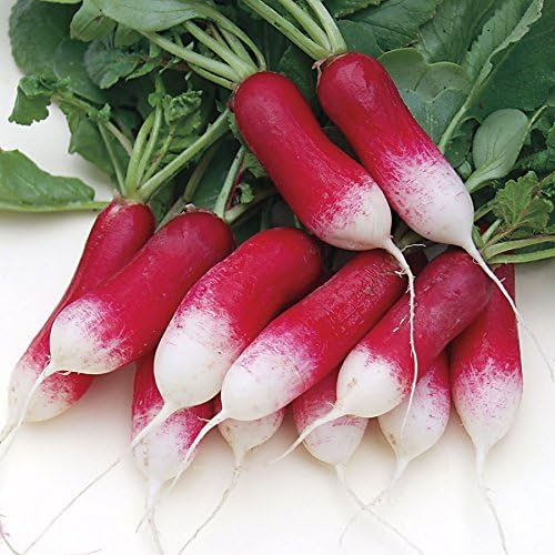 Seeds French Radish 18 Days Early Heirloom Vegetable for Planting Non GMO