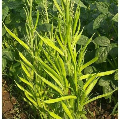 25 Seeds/Guar, Cluster Beans Heirloom Non GMO, Organic,NonHybrid Goruchikkudu, Kothavara