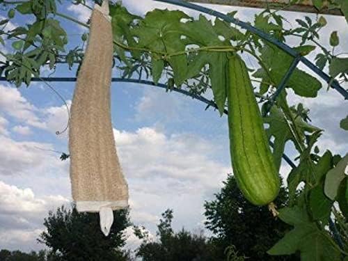 10+ Seeds Dishrag Gourd (Smooth Luffa, Sponge, Rag) Long - Vegetable Green