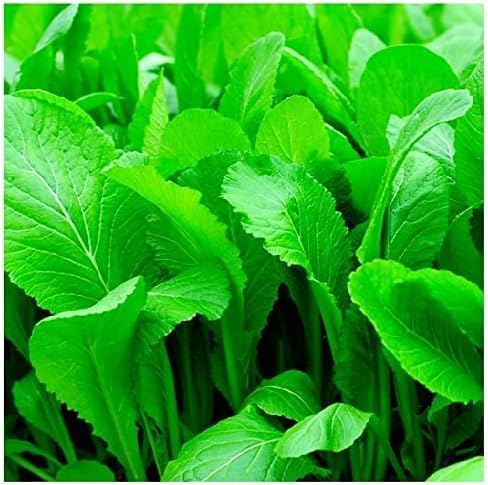 1500+ Florida Broadleaf Mustard Seeds for Planting, Packed for 2026 Non-GMO Seeds – Fast Growing, Heat and Cold Tolerant – High-Yielding, Heirloom Seeds
