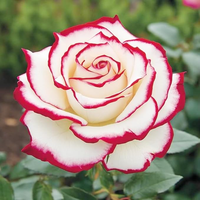 165+ Exotic Perennial Rose Seeds for Planting - Non-GMO Rare and Beautiful Rose Seeds for Garden Patio for Outdoor Planting