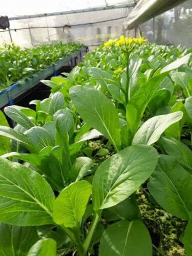2000+ Seeds Brassica Juncea Choy Sum Mustard Yu Choy Sum Seeds, USA Chinese Broccoli Scallion Chive Asian Vegetable, Cải NGỌt ăn bông (Cải Ngồng)