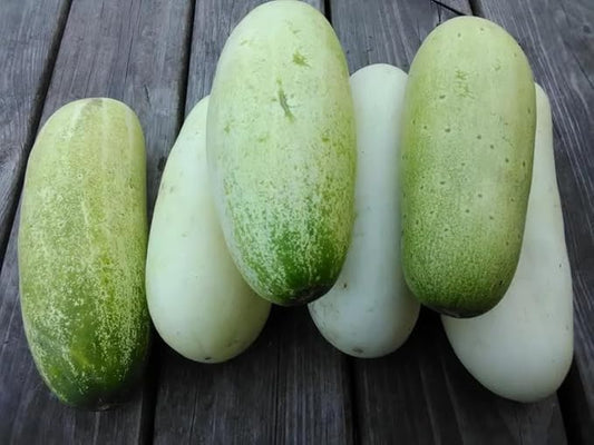 40 Organic DIB Hmoob Hmong Cucumber Seeds
