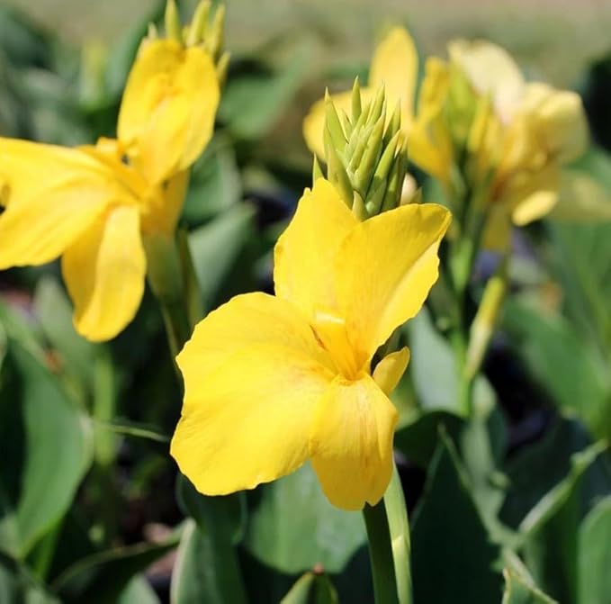 20+ Mixed Canna Lily Seeds Green Leaves Tropical Flowers Perennial Flowers Garden Plant