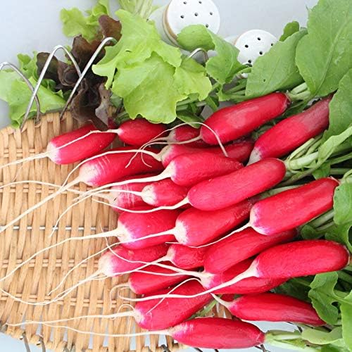 Seeds Radish French Breakfast 20 Day Heirloom Vegetable for Planting Non GMO