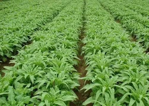 1000 USDA Certified Organic Chinese Stem Lettuce Seeds Celtuce Seeds, Produce of USA, Non-GMO, 莴笋