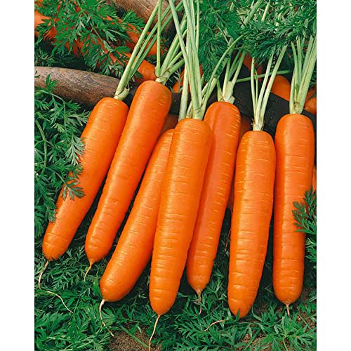Scarlet Nantes Carrot NON GMO (25 Lbs)