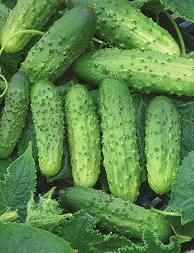 Seeds Cucumber Source F1 Rodnichok Open-Pollinated Pickling Non GMO Vegetable for Planting