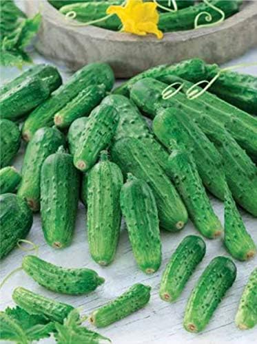Seeds Vegetable Cucumber Titus Heirloom for Pickling 45 Days - 20 Seeds
