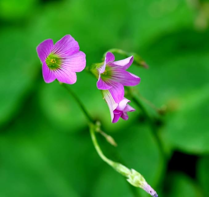 Green Shamrock Bulbs 15 Luck Oxalis Bulbs to Plant, Easy to Grow Indoors Outside The Novice Gardener's Choice