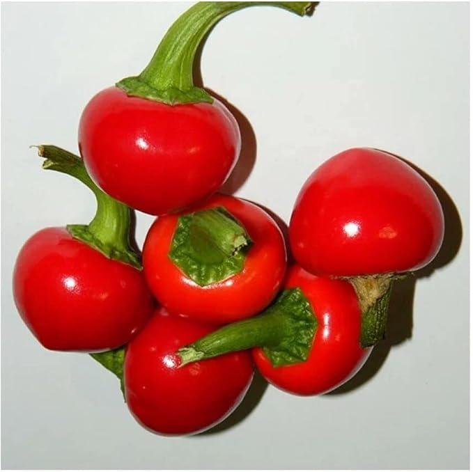 Seeds Red Hot Cherry Pepper Vegetable for Planting Heirloom Non GMO
