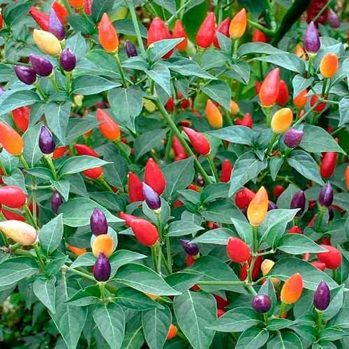 Seeds Indoor Masquerade Ornamental Pepper Mix for Pots Non GMO Vegetable for Planting