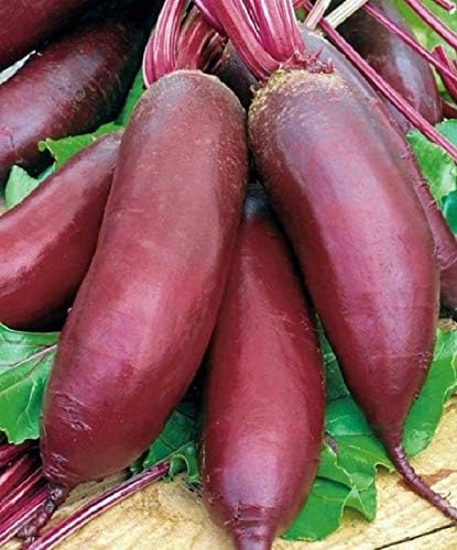 Seeds Beet Rival Beetroot Red Long Giant Vegetable Garden Heirloom for Planting Non GMO