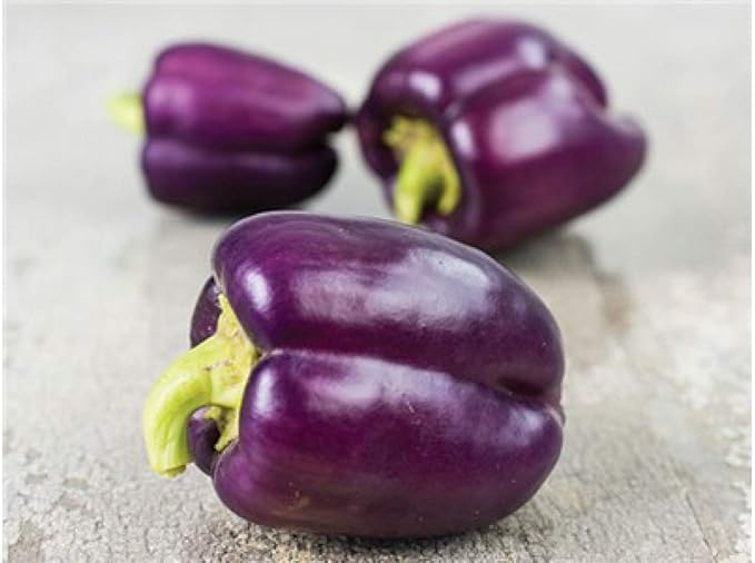 Seeds Sweet Bell Pepper Purple Lilac Giant Vegetable for Planting Heirloom Non GMO