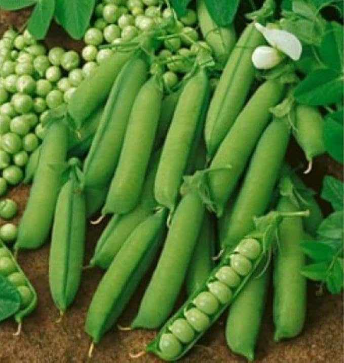 120 Early Alaska Pea Seeds for Planting Heirloom Non GMO Organic 1 Ounce of Seeds Garden Vegetable Bulk Survival