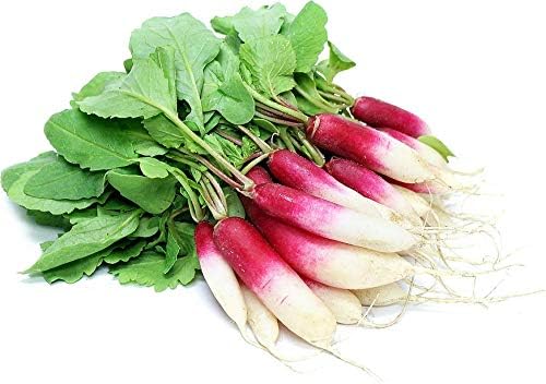 Seeds Radish French Breakfast 20 Day Heirloom Vegetable for Planting Non GMO