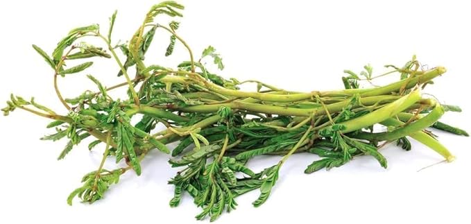 250 Water Mimosa Seeds for Planting- Hat Rau Rut - AKA. Sensitive Plant, Neptunia Oleracea, Perennials, Edible Plants