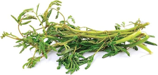 250 Water Mimosa Seeds for Planting- Hat Rau Rut - AKA. Sensitive Plant, Neptunia Oleracea, Perennials, Edible Plants