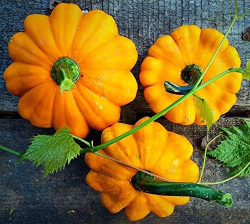 Seeds Vegetable Yellow Patty Pan Squash Scallop Zucchini - 20 Seeds