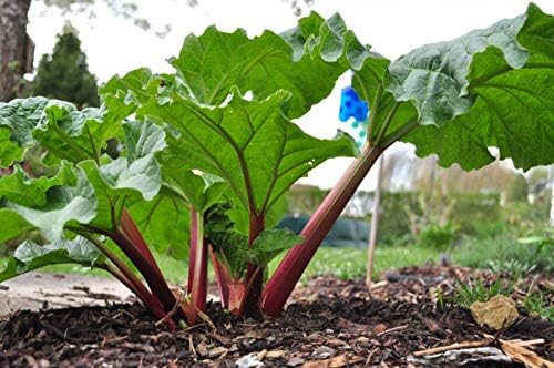 Rhubarb Seeds Rare Heirloom Vegetable for Planting Giant Non GMO 30 Seeds