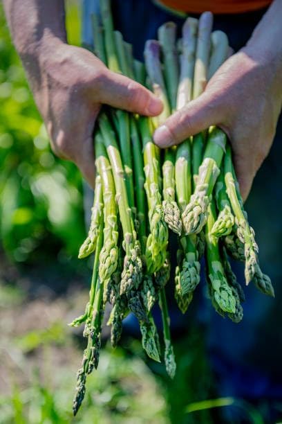 500+ Mary Washington Asparagus Seeds for Planting, Heirloom Non-GMO Seeds, Premium Asparagus Seeds Organic for Perennial Vegetable Garden, Organic Asparagus Seeds for Planting Outdoors