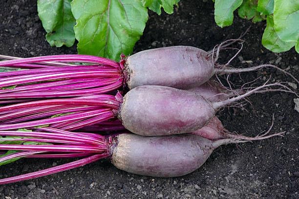 Cylindra Beet Seeds for Planting, 100 Heirloom Seeds, Non-GMO Sweet Beet Seeds for Sprouting, Cylindrical Shape for Easy Slicing & High Yield, Perfect for Planting Indoor & Outdoor Gardens