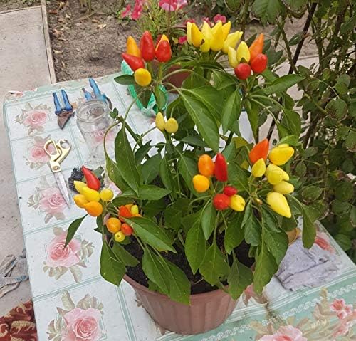 Seeds Pepper Masquerade Indoor Ornamental Mix Mini Decorative Vegetable for Planting Pot Heirloom Non GMO