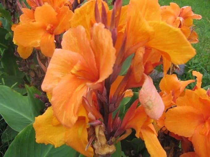 20+ Mixed Canna Lily Seeds Green Leaves Tropical Flowers Perennial Flowers Garden Plant
