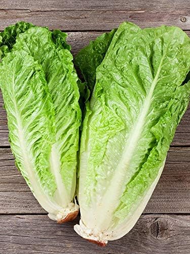 Seeds Vegetable Indoor Mix of Italian Lettuce and Spicy Crops Year-Round (Romaine, Frise, Arugula, Lollo Bionda, Lolla Rossa, Traditional Lettuce) Heirloom for Salads - 1000 Seeds