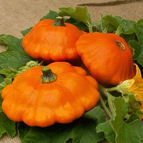 Seeds Vegetable Yellow Patty Pan Squash Scallop Zucchini - 20 Seeds