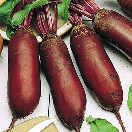 Seeds Beet Long Beetroot Dark Rival Red Non GMO Vegetable for Planting