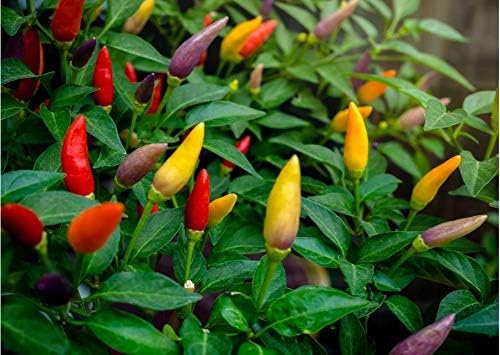 Seeds Pepper Masquerade Indoor Ornamental Mix Mini Decorative Vegetable for Planting Pot Heirloom Non GMO