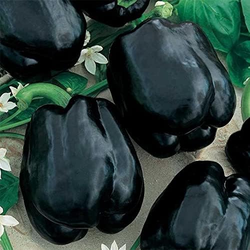 Seeds Black Sweet Bell Pepper Non GMO Vegetable for Planting