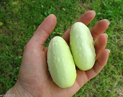 Miniature White Cucumber (Cucumis sativus) 50 Vegetable SEEDS - Pickler.