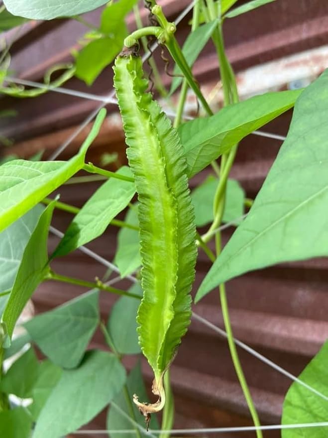 100+ ORGANIC Winged Bean Seeds- Hạt Đậu Rồng - Dragon Bean, Four-angled, Goa, Manila, Princess, Cigarillas - Non GMO, Heirloom - Made in USA, Vegetable Seeds for Yard & Garden