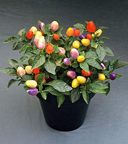 Seeds Indoor Masquerade Ornamental Pepper Mix for Pots Non GMO Vegetable for Planting