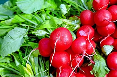 Seeds Red Ball Radish 20 Days Non GMO Vegetable for Planting
